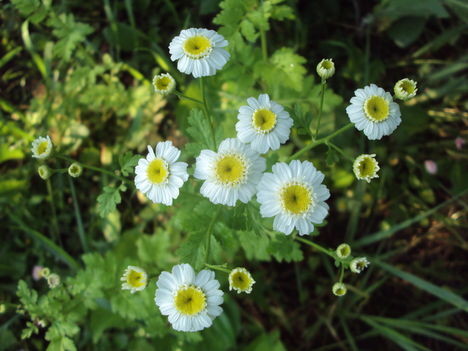 kertünkből 2011