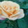 Viragok_2_1154713_9935_t