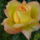 Az_elso_rozsa_1155076_5332_t