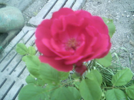 Ezzel a szál rózsával kívánok Szép Álmokat