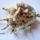 Peyote_kari_1155484_4033_t