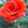 Rozsaim_010_1155627_9281_t