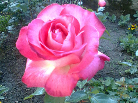Rózsáim 012