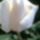 Rozsaim_013_1155654_7286_t