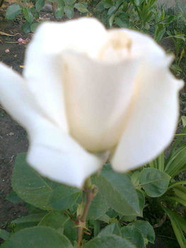 Rózsáim 014