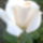 Rozsaim_014_1155648_9723_t