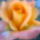 Rozsaim_015_1155641_3945_t
