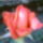 Rozsaim_016_1155645_3599_t