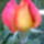 Rozsaim_019_1155625_2154_t