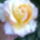 Rozsaim_020_1155643_7132_t