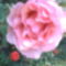 Rózsáim 3