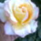 Rózsáim 7
