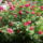 2011_05270002_1156540_3296_t