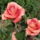2011_05270004_1156546_9043_t