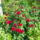 Dscn2260_1156250_4532_t