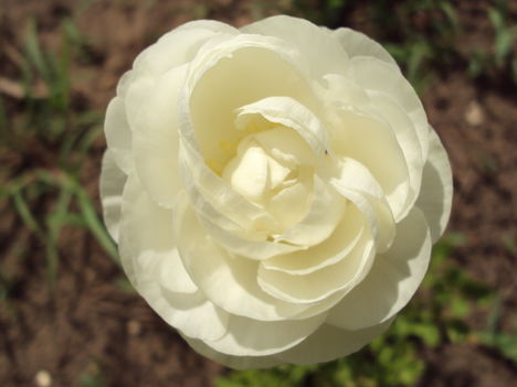 kertünkből 2011