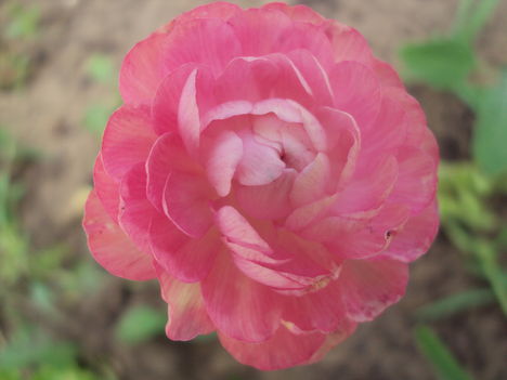 kertünkből 2011