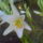 Liliom__1157522_7389_t
