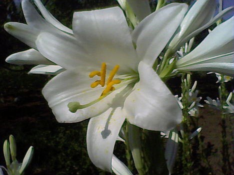 Liliom virágom :-)