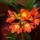 Clivia_1158263_4893_t