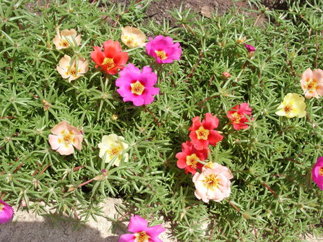 Első virágok a Porcsinrózsán