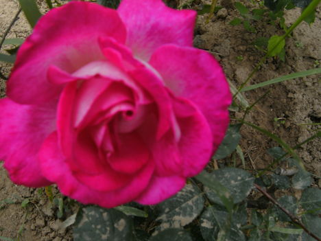 PICT0126,porcelán  rózsa  neve  bvan.