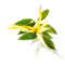 ylang-ylang