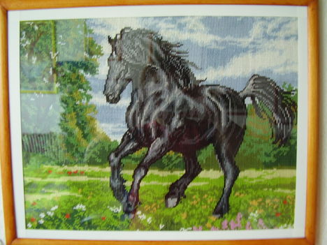 Fekete ló a réten