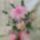 Gerberas-001_1159311_6807_t