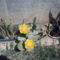 Kaktusz virága 