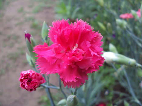 kertünkből 2011
