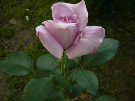 lila roza
