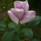 lila roza