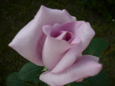 lila rozsa