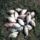 A_balaton_halai_115670_59198_t