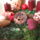 Bordo2_1105063_7909_t
