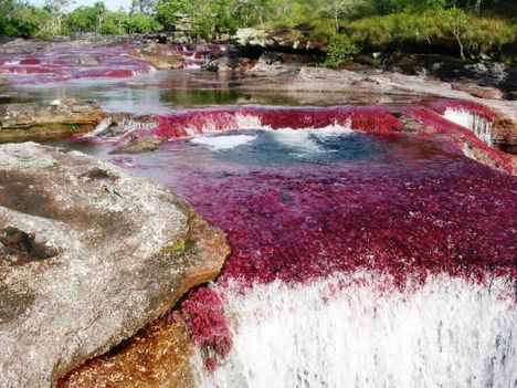 cano-cristales1