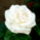 Feherben_1150247_6363_t