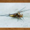 fly beetle