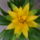 Guzmania-002_115793_45899_t