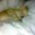 Gyonyoruseges_12_1015817_4899_t