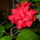 Hibiszkusz_115796_81584_t