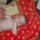 Hpim4030_1105802_9355_t