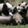 Panda_csalad_1015261_9027_t