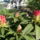 Rhododendron1_1105848_4798_t