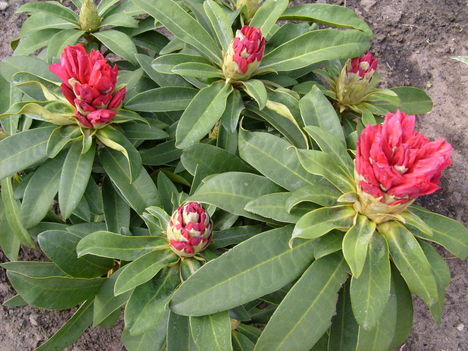 Rhododendron2