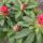 Rhododendron2_1105850_6240_t