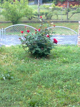 Száz szál piros rózsa 