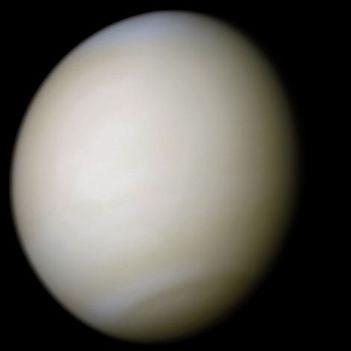 Vénusz