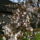 Viragok_1_1105413_9338_t